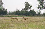 roe deers