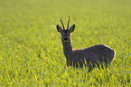 roe deer