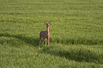 roe deer