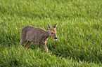 roe deer