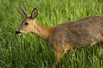 roe deer