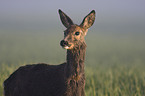 roe deer