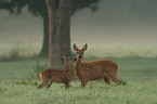 deers