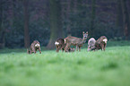 deers