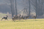 running deer