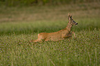 running male deer