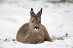 roe deer