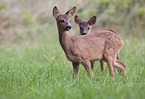 roe deer