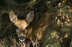 roe deer