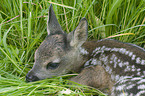 roe deer kid