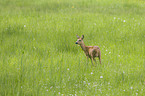 roe deer