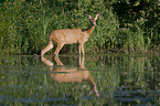 roe deer