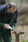 roe deer