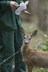 young roe deer