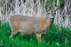 roe deer