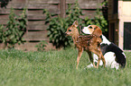 Beagle and fawn