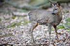 roe deer