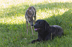 Labrador Retriever and fawn