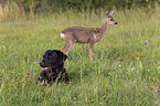 Labrador Retriever and fawn