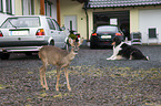 young roe deer