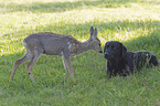 fawn and Labrador Retriever