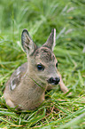 roe deer kid