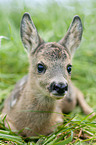 roe deer kid