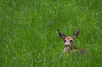 roe deer