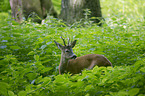 roe deer