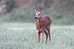 roe deer