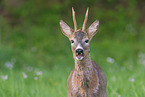 roe deer