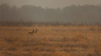 roe deer