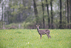 roe deer