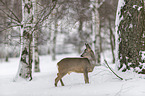 standing roe deer