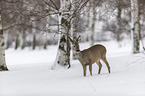 standing roe deer