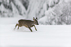 Roe Deer runs through the snow