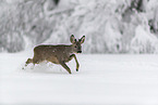Roe Deer runs through the snow