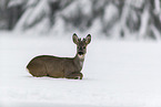 Roe Deer walks through the snow