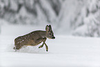 Roe Deer runs through the snow