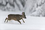 Roe Deer runs through the snow