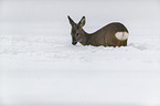 standing roe deer