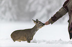 Roe Deer in the snow