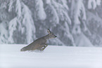 Roe Deer runs through the snow