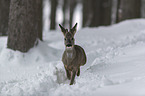 Roe Deer runs through the snow