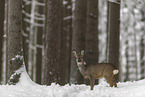 standing roe deer