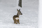 Roe Deer stands in the snow