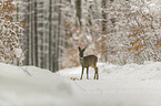 standing roe deer