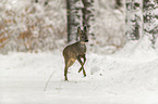 Roe Deer runs through the snow