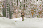 standing roe deer