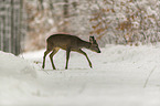 Roe Deer walks through the snow